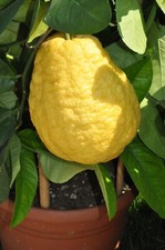 Rarissimo Citrus medica
