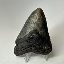 Dente squalo megalodonte - squalo,