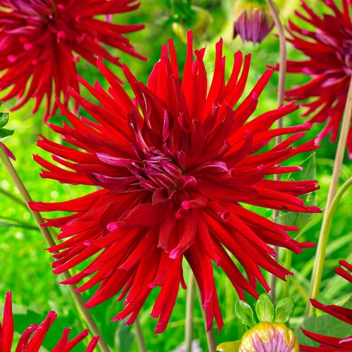 Tuberi bulbi fiori - bulbi, di
