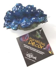 Tridacna Piccola Decorazioni