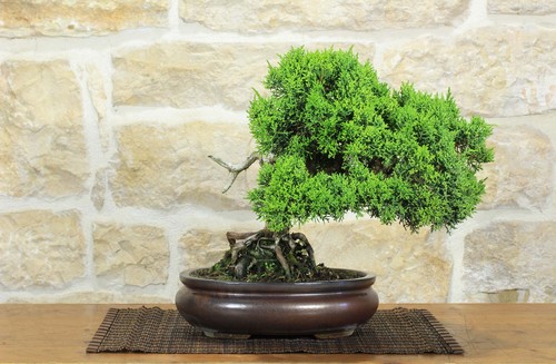 Bonsai ginepro kishu - bonsai,