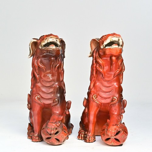 Coppia cani a pair - coppia, di