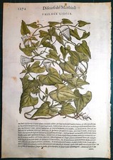 Stampa antica MATTIOLI