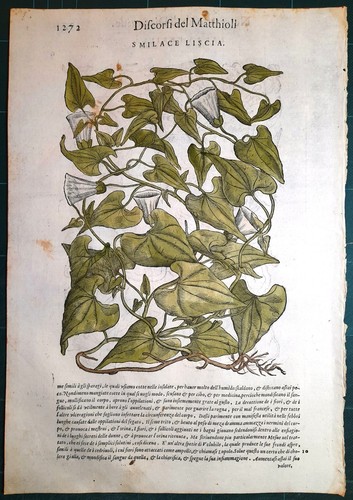 Stampa antica mattioli - stampa,