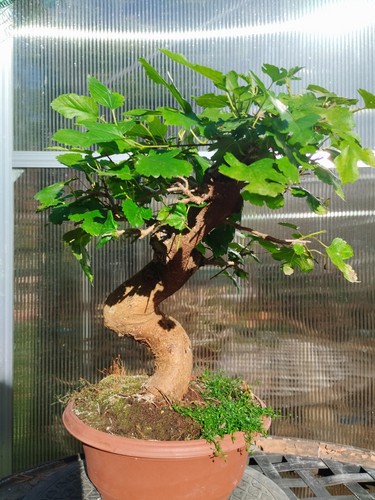 Bonsai morus shohin - di,