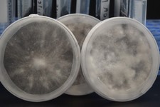 Coltura Funghi Coltura Pura in