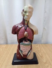 Modello anatomico - Plastica  edu toys - usato mancano 2 organi