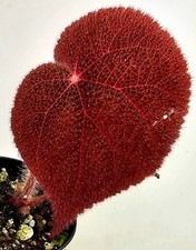 Bellissima Begonia Red Baik