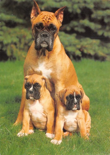 Dog and cat postcard - dog,