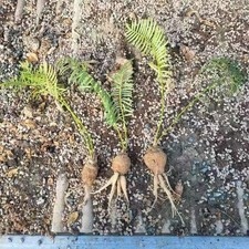 3~4 cm Cycas siamensis proprio