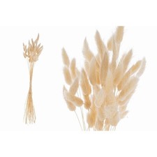Bouquet 50 PZ LAGURUS o coda di lepre NATURALE 4-50 CM - bianco 1G9C