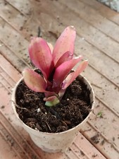 Neoregelia Mephisto 1 planta