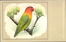 Cartolina Agapornis fischi, L'inseparabile del pescatore - 4816796