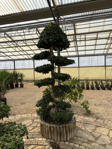 Ficus bonsai età anni - ficus,
