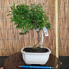 Bonsai di Melograno h 33cm
