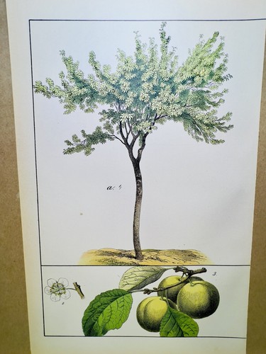 Antico poster cotogna fiore - antico,