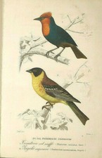 TESTOXYL TESTOSTERONE (Mastretti) Passerani Conirostri Stampa Tessitore col ciuf