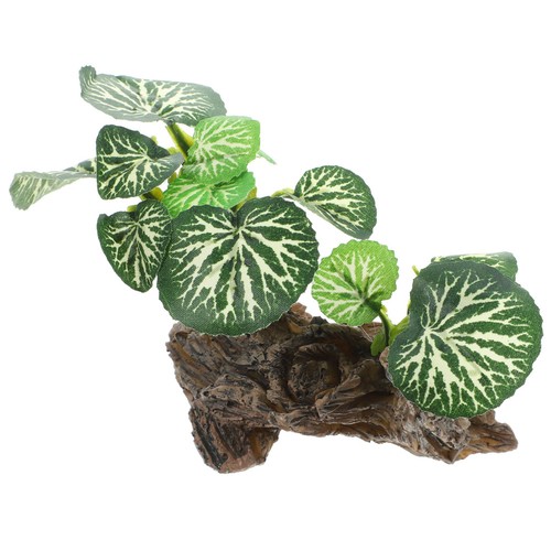 Piante per terrario rettili - piante,