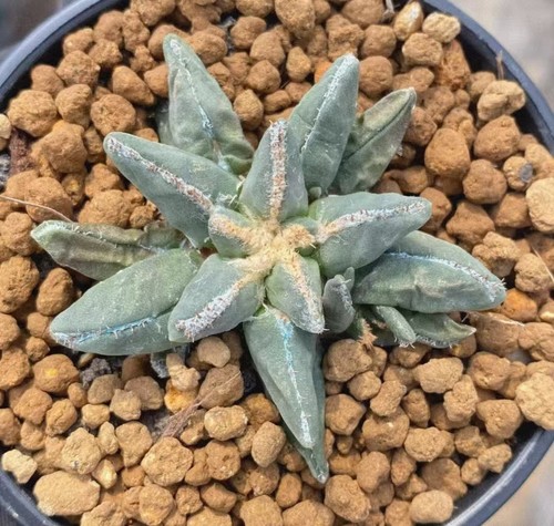 Vendita rara pianta cactus - rara, di