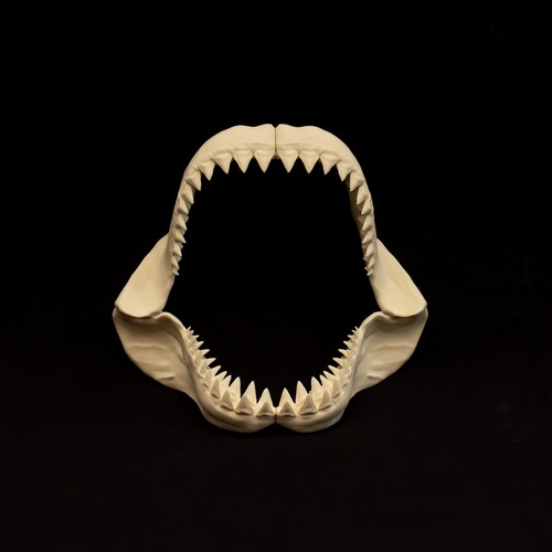 Megalodon shark jaws replica - shark,