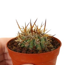 Copiapoa solaris degrafted - solaris,