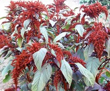 100 Semi Amaranto Rosso Pendulo Coda di gatto Amaranthus Caudatus Amaranth seeds