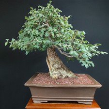 BONSAI ESEMPLARE  DI OLMO CAMPESTRE