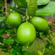 PIANTA DI LIME in vaso 24 -