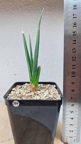 Dracaena cinabari - ,