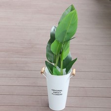  Pianta Grassa Vasetto Fiori