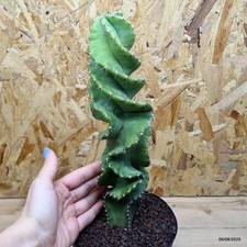 Cereus forbesii spiralis Vaso 14 cm Cod.0608-11