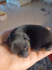 cuccioli di Pinscher nero focato 2 femminucce e 1 maschio nati in casa no alleva