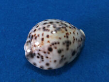 Cypraea tigris pardalis