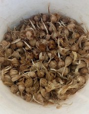 Bulbi di zafferano per piantare il tuo zafferano 500 g bulbi di fiori da esterno