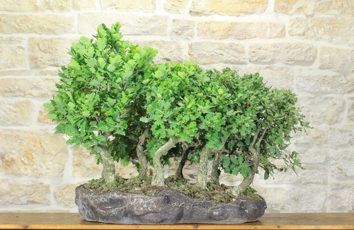 Boschetto quercia roverella - quercia,