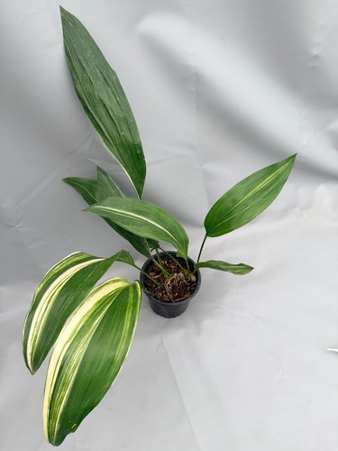 Aspidistra elatior variegata - elatior,