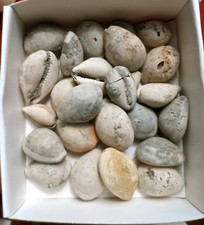 GASTEROPODE FOSSILE AQUITANIEN