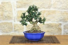Bonsai olivastro - bonsai,