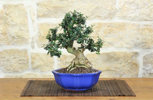 Bonsai olivastro - bonsai, (276)