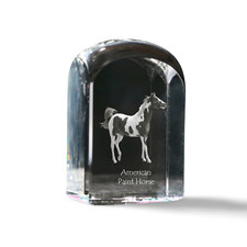 American Paint Horse - Cubi