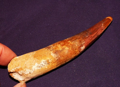Dente dinosauro - dente,