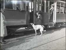 Foto vintage Roma Signora con levriero 1931 Ft 48 - Stampa 30x24 cm