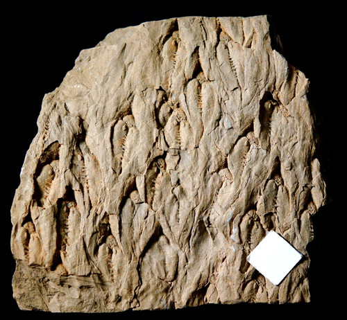 Pianta fossile carbonifera