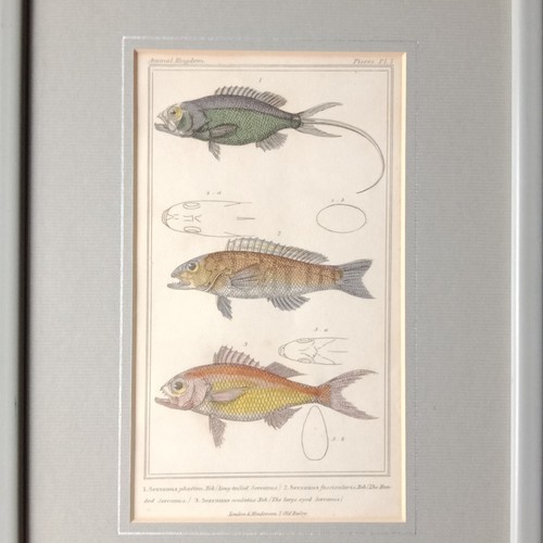Mérou gravure cuvier colorée - cuvier,