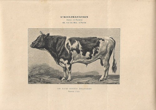 Stampa antica toro - antica, razza
