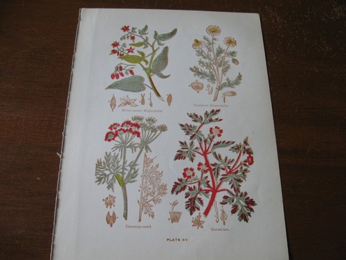 1915 stampa artistica - 1915,