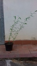 Pianta bambu bamboo Cinese Phyllostachys gigante vaso 3 L h 80 - 100 cm bambu'
