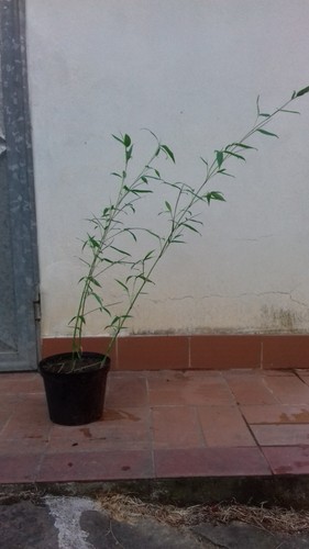 Pianta bambu bamboo - , cinese