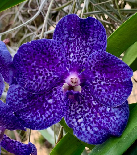 Vanda blu nero - vanda, orchidea