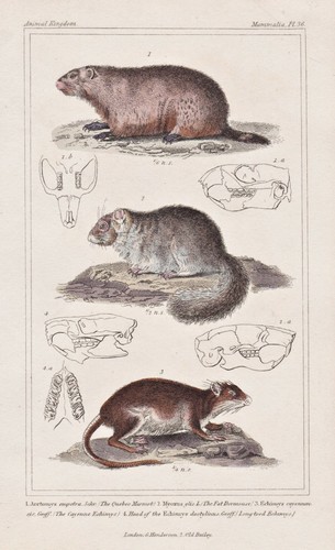 Marmotta della foresta sette